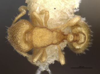 Media type: image;   Entomology 735303 Aspect: habitus dorsal view